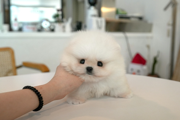 포메라니안-수-플라잉독-37.jpg
